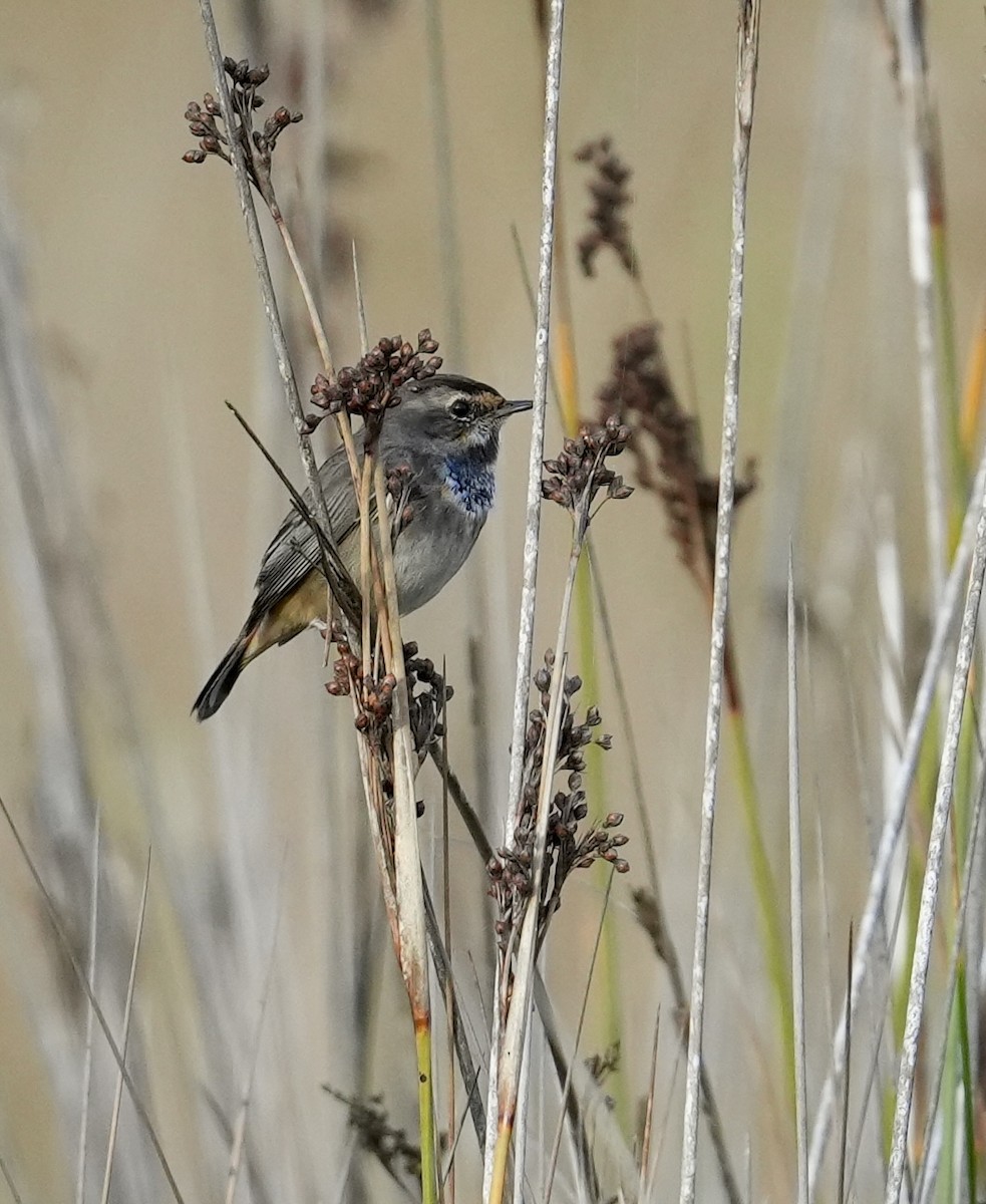 Bluethroat - ML643021348
