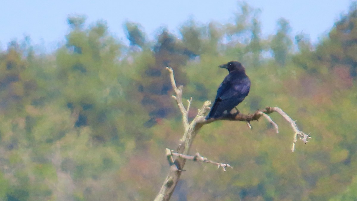 Common Raven - ML643021349