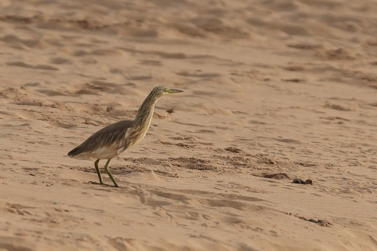 Squacco Heron - ML643021350