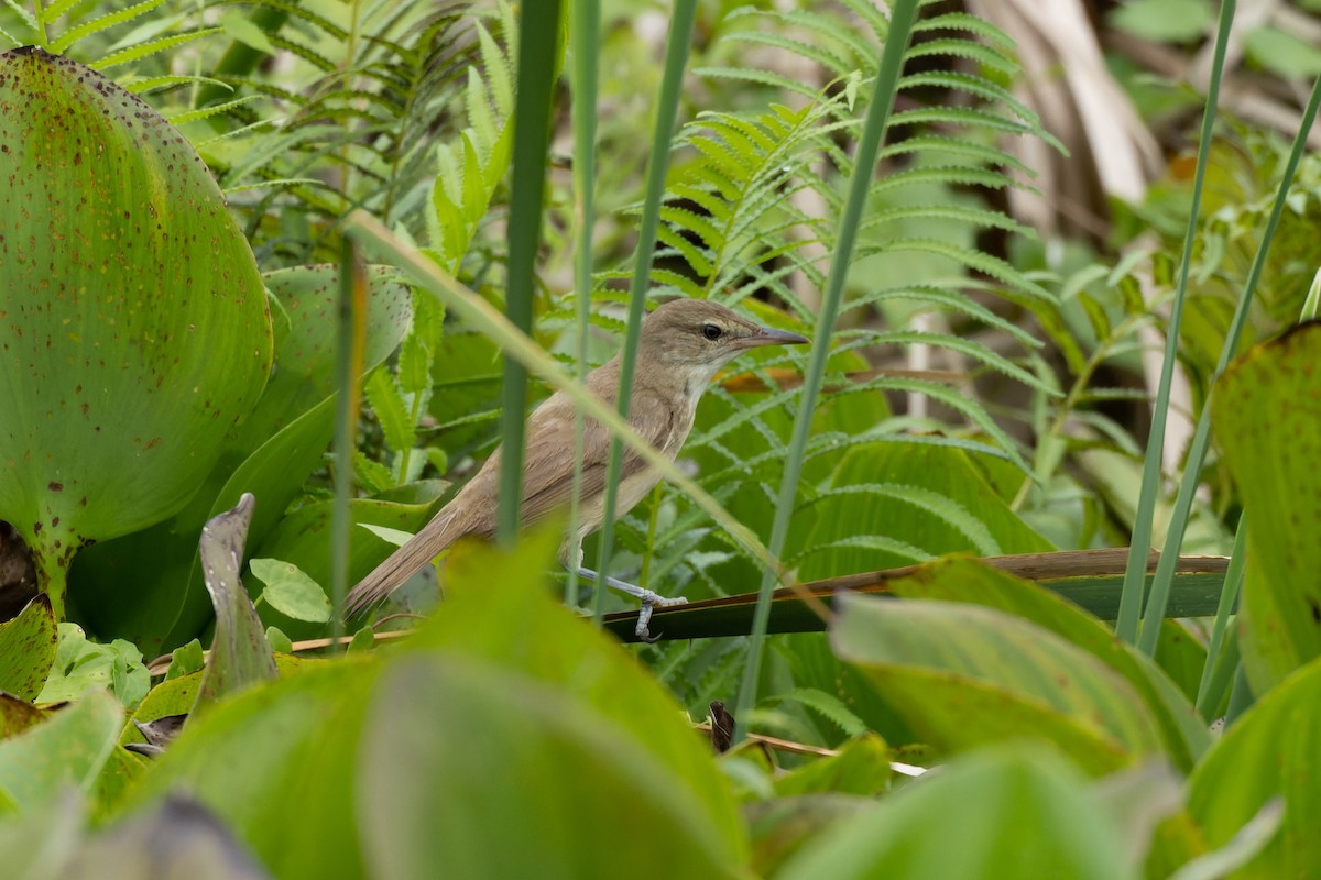 Clamorous Reed Warbler - ML643021351