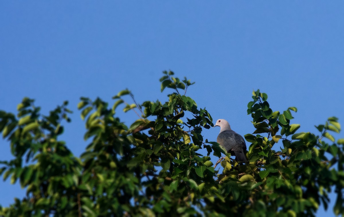 Green Imperial-Pigeon - ML643021381