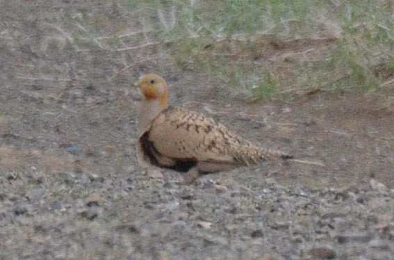 Pallas's Sandgrouse - ML643021395