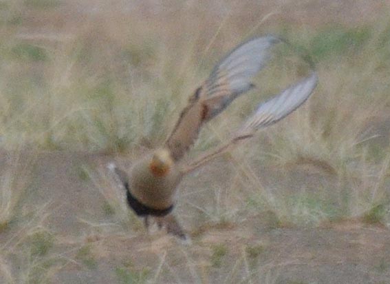 Pallas's Sandgrouse - ML643021397