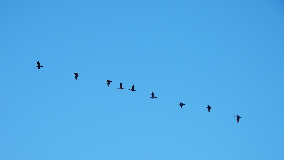 Cormoran de Vieillot - ML643021407