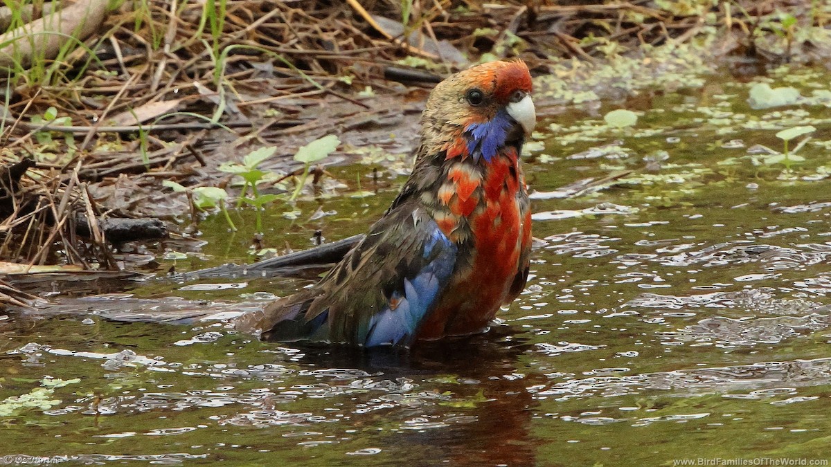 Perruche de Pennant (adelaidae/subadelaidae) - ML643021426