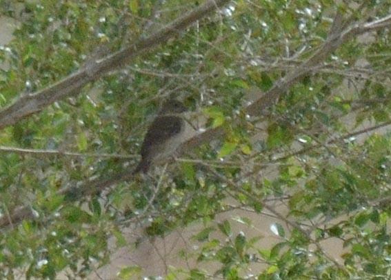 Asian Brown Flycatcher - ML643021431