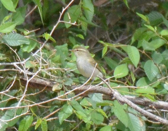 Pallas's Leaf Warbler - ML643021438