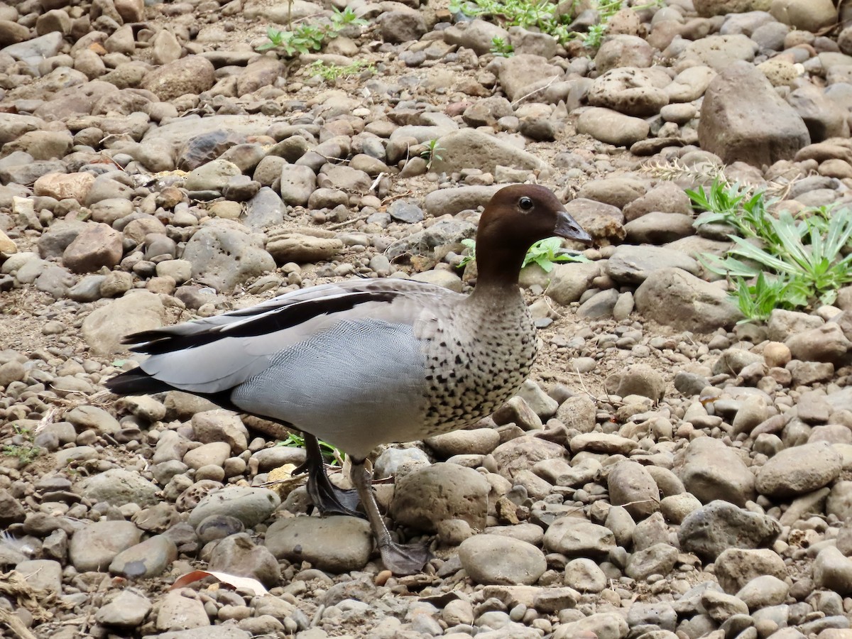 Maned Duck - ML643021440