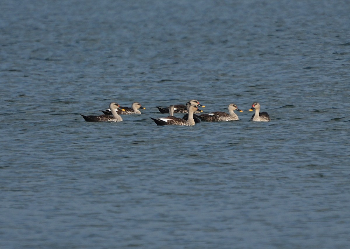 Indian Spot-billed Duck - ML643021441