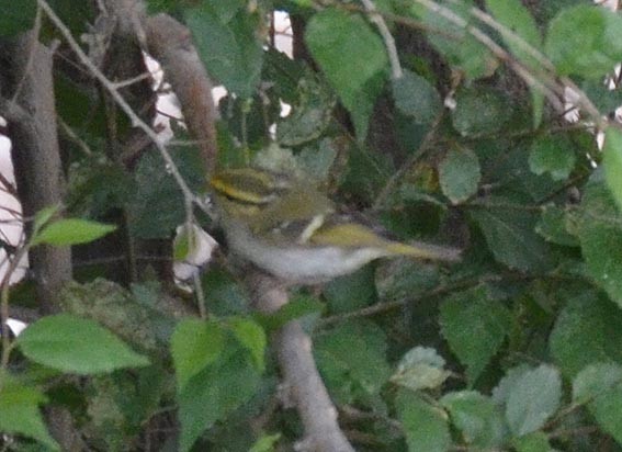 Pallas's Leaf Warbler - ML643021445