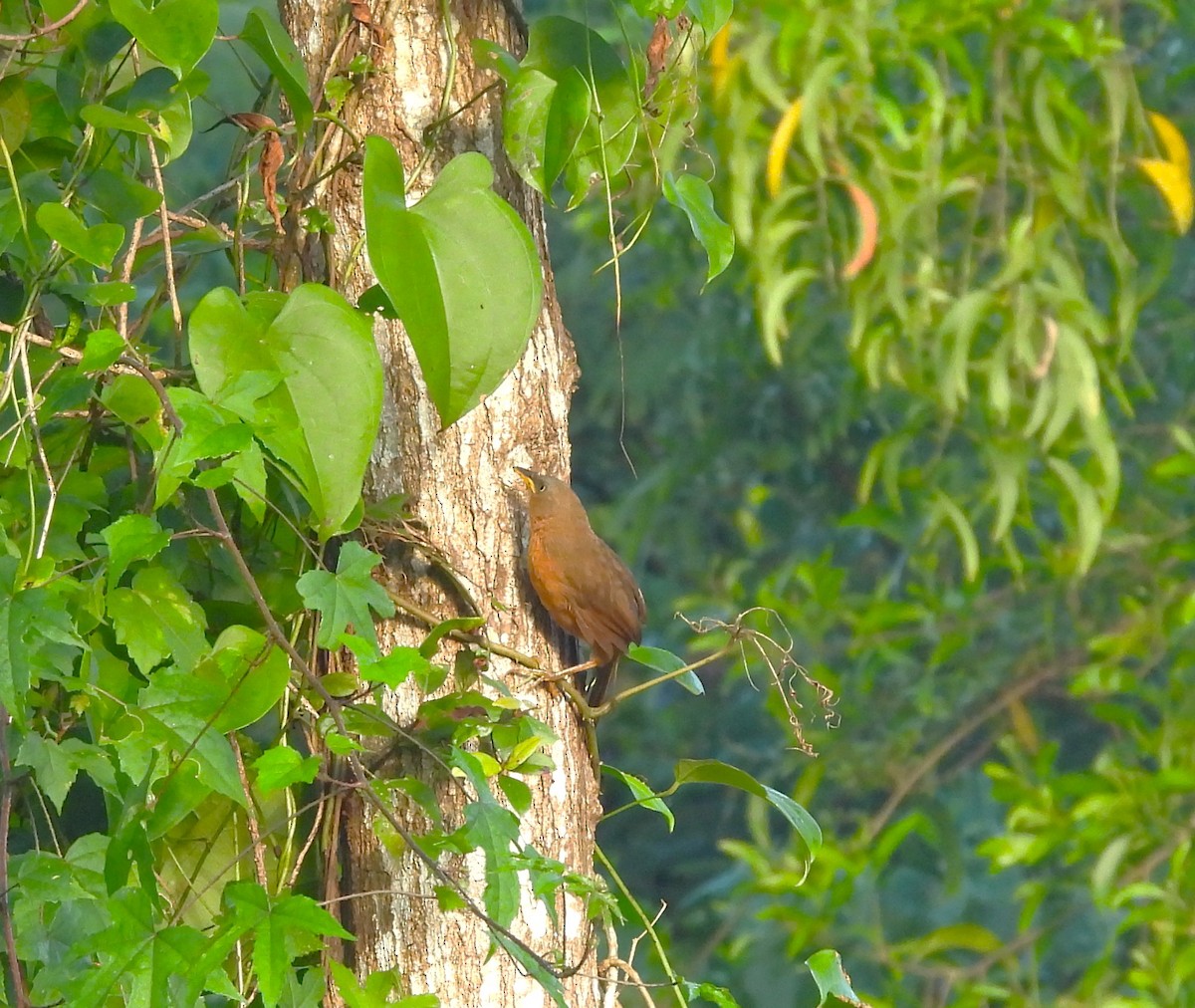 Rufous Babbler - ML643021454