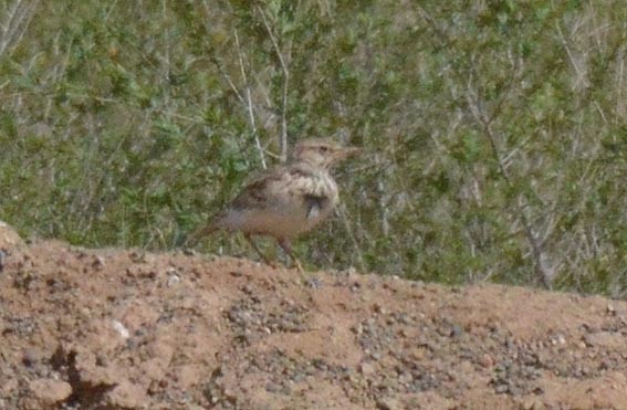 Asian Short-toed Lark - ML643021467