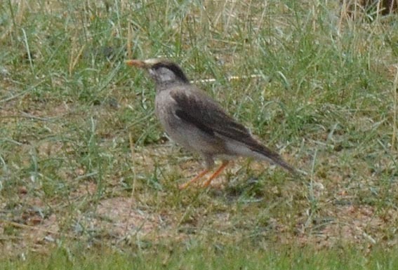 White-cheeked Starling - ML643021474