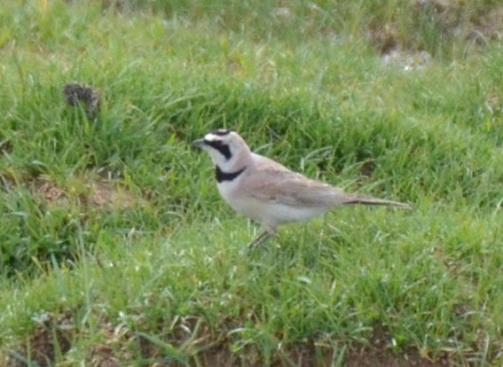 Horned Lark - ML643021479