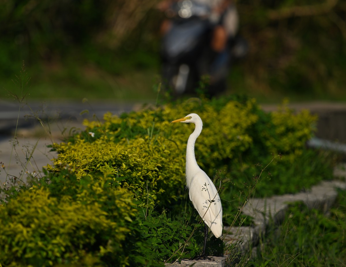 Medium Egret - ML643021480