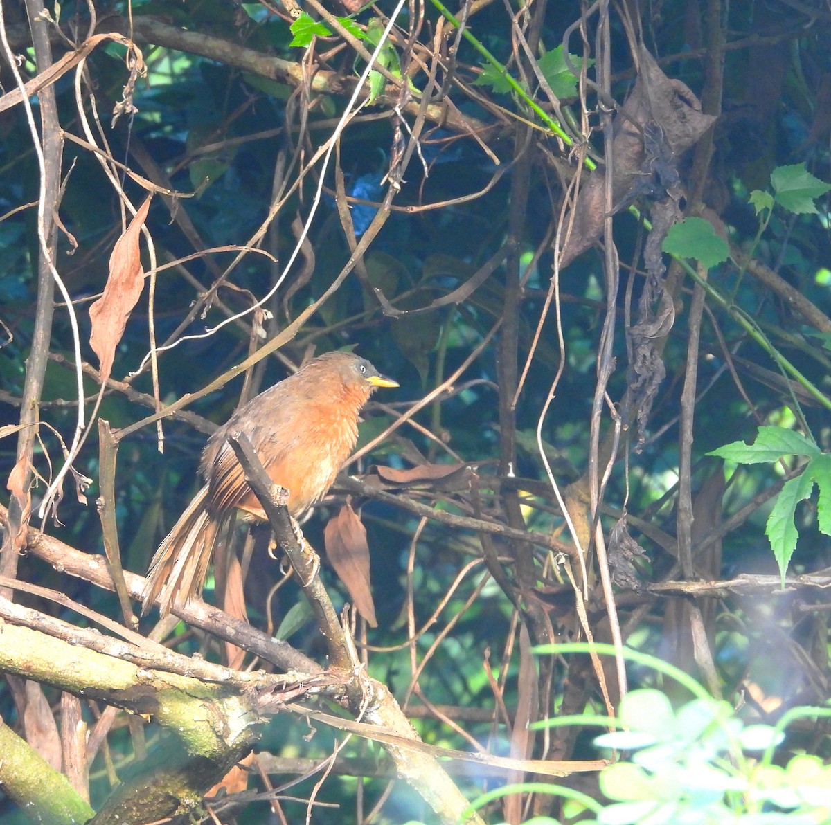 Rufous Babbler - ML643021485
