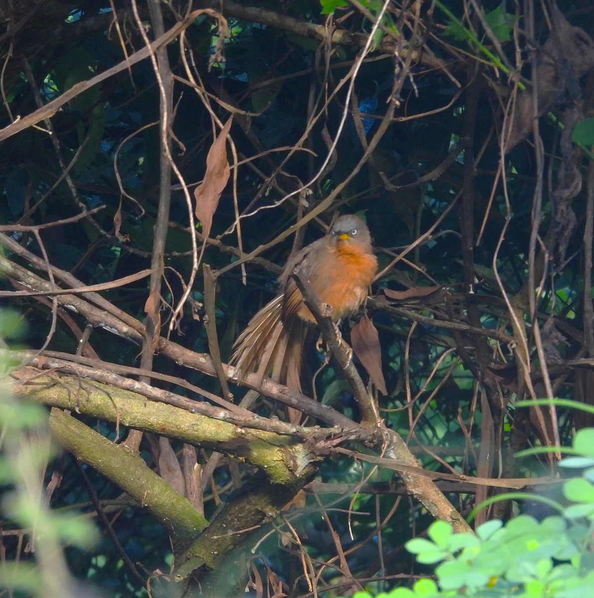 Rufous Babbler - ML643021486