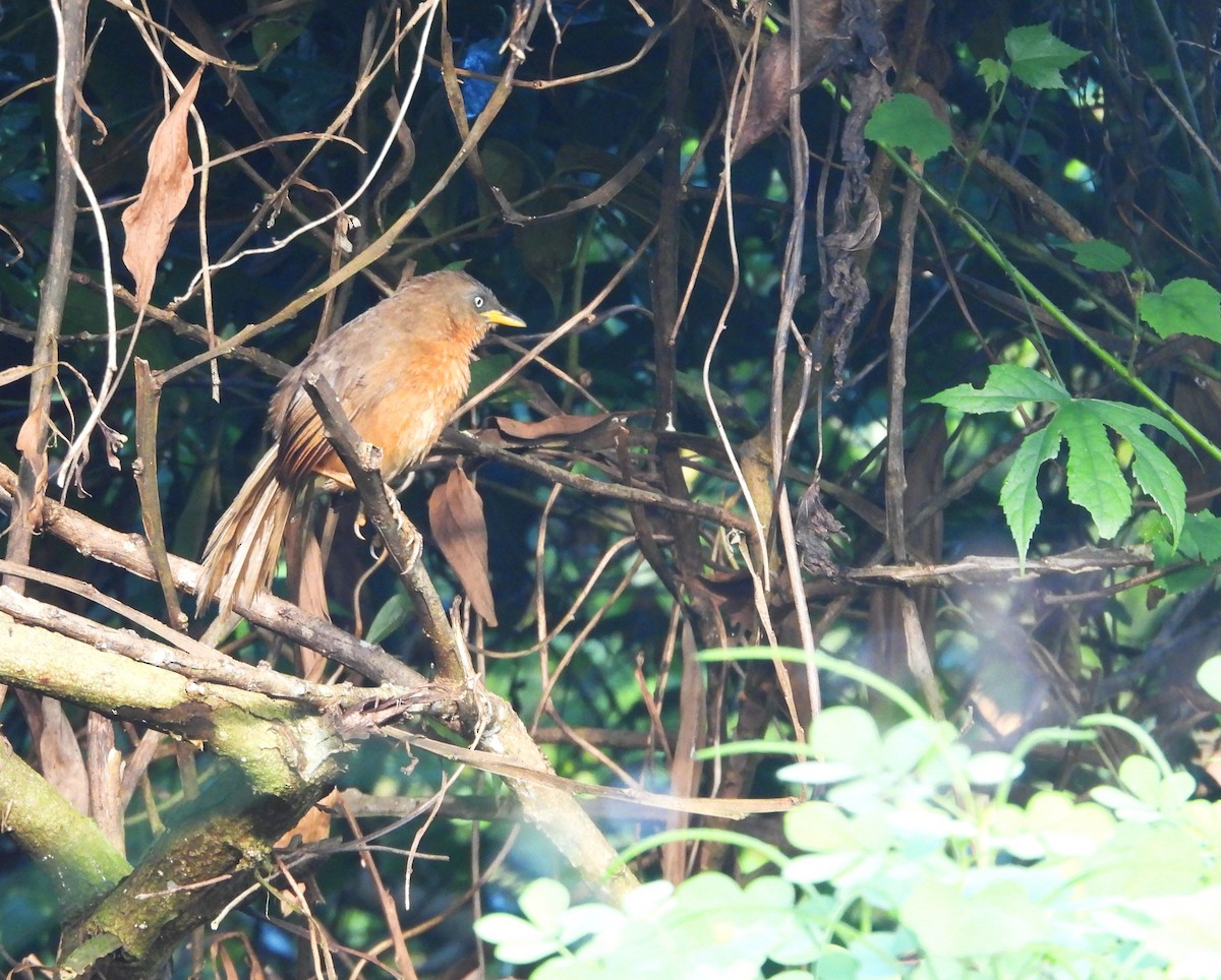 Rufous Babbler - ML643021487