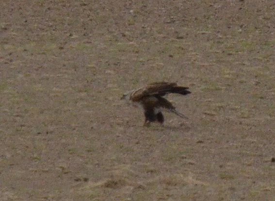 Upland Buzzard - ML643021488