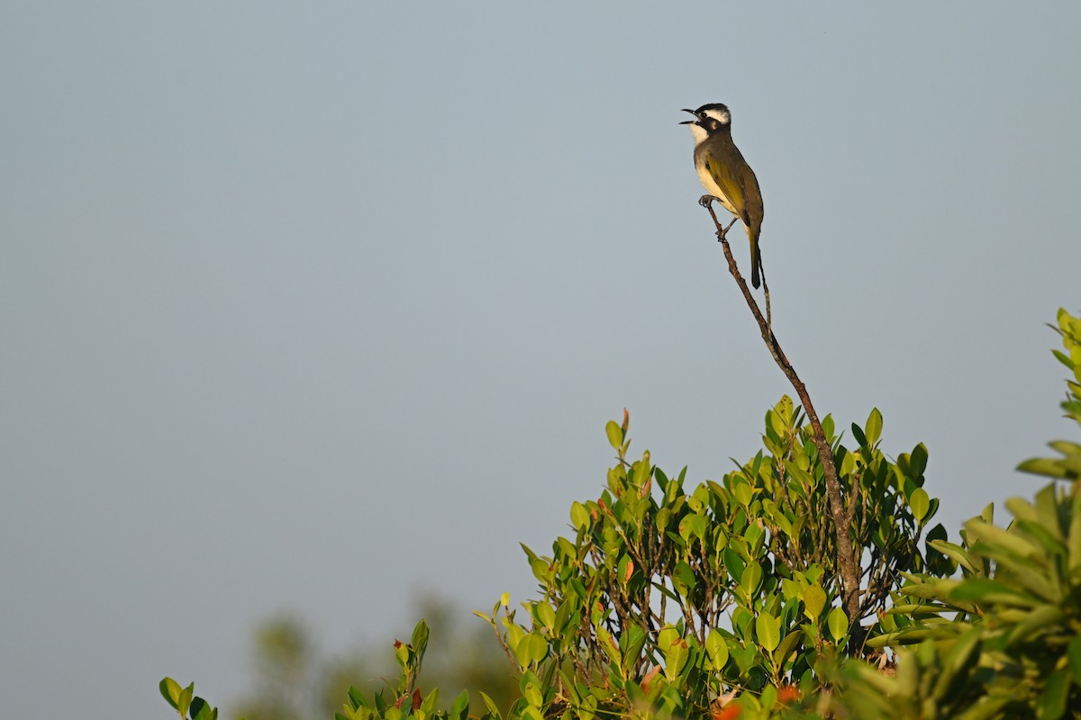 Light-vented Bulbul (sinensis) - ML643021489