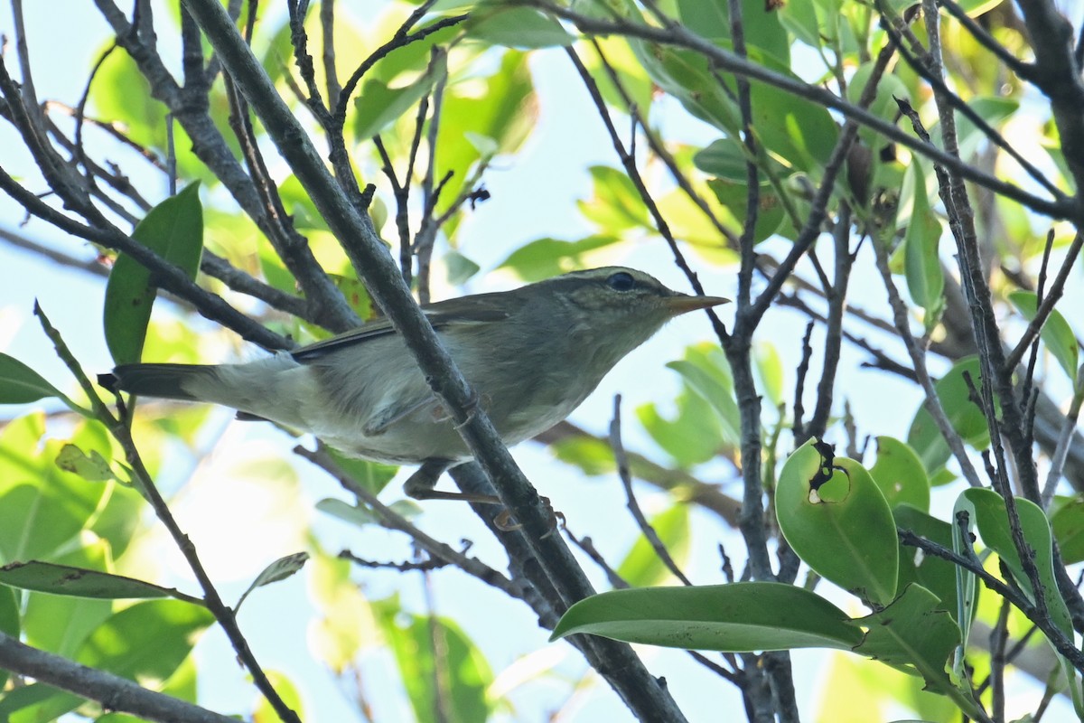 Japanese Leaf/Arctic/Kamchatka Leaf Warbler - ML643021493