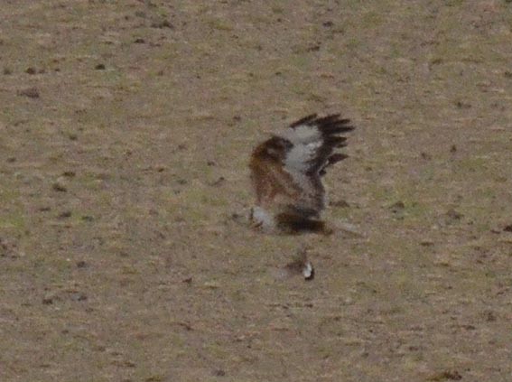 Upland Buzzard - ML643021495