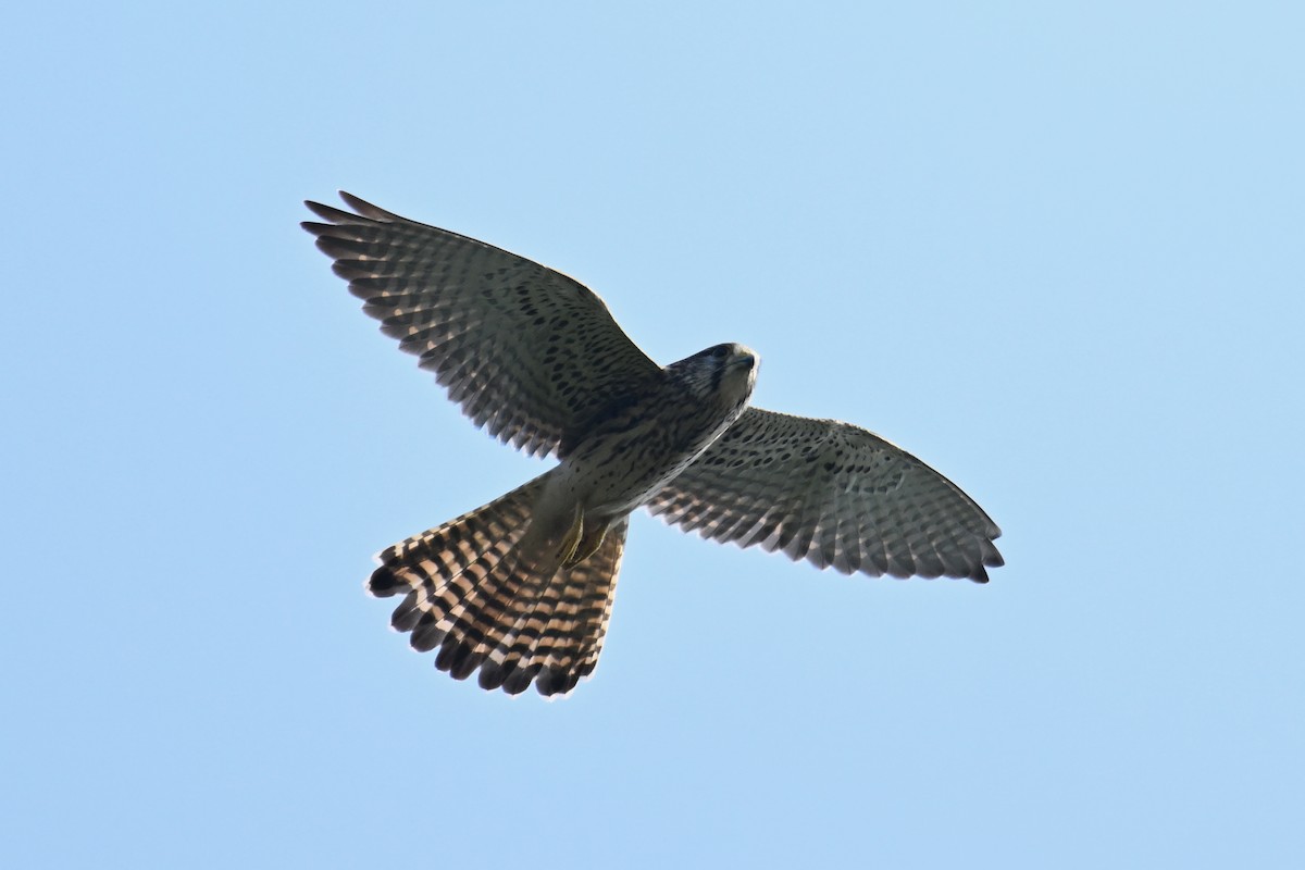 Eurasian Kestrel - ML643021503
