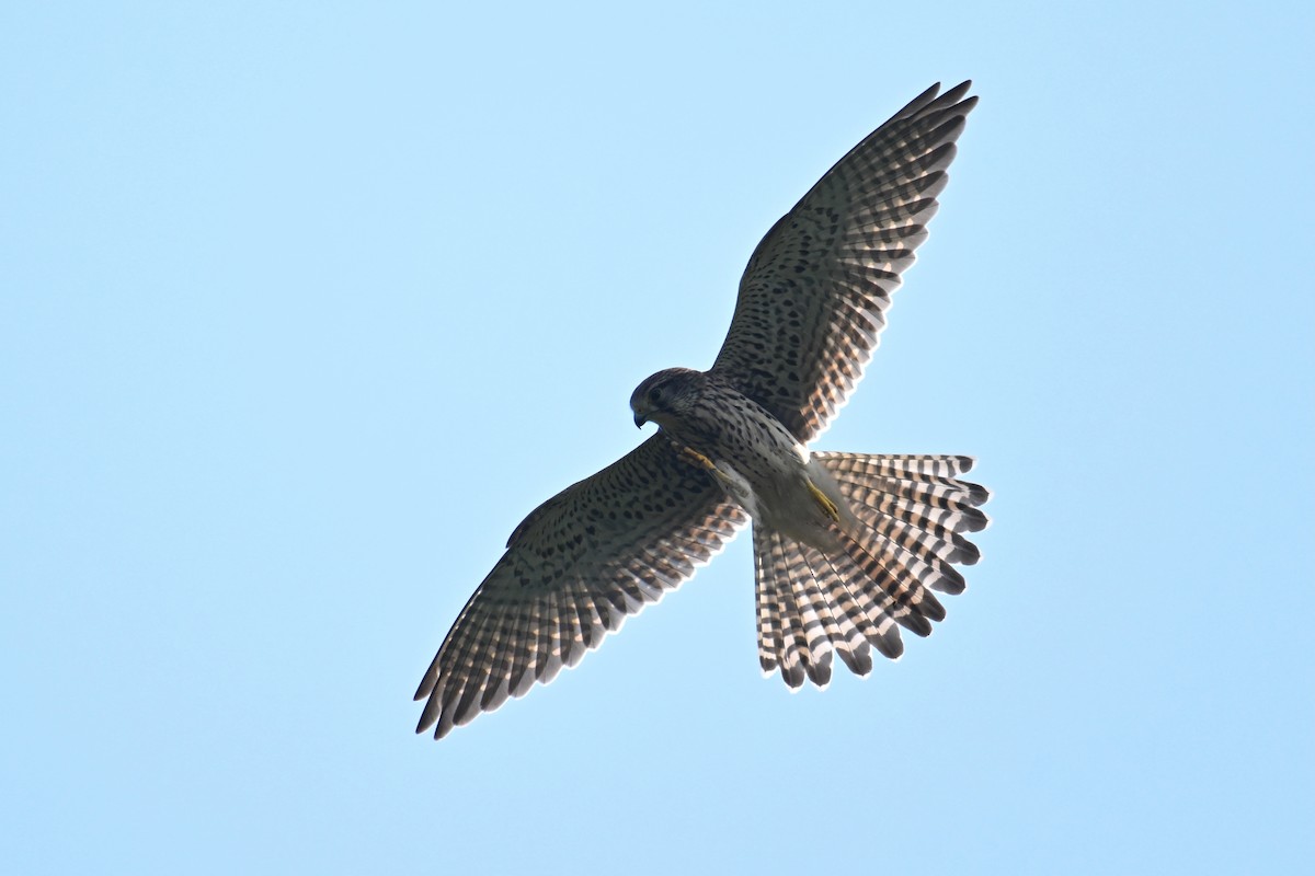 Eurasian Kestrel - ML643021504