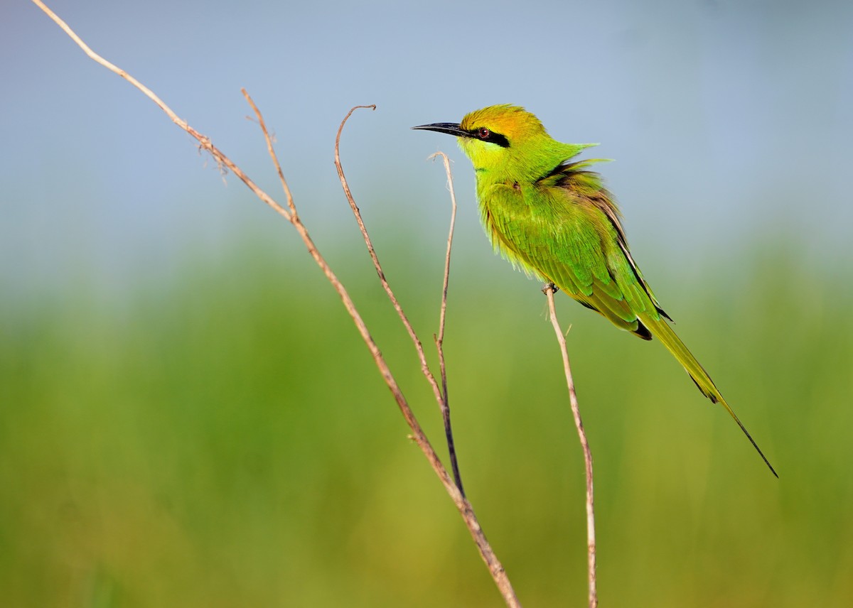 Asian Green Bee-eater - ML643021507