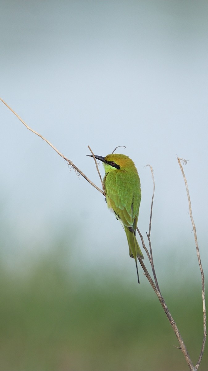 Asian Green Bee-eater - ML643021509