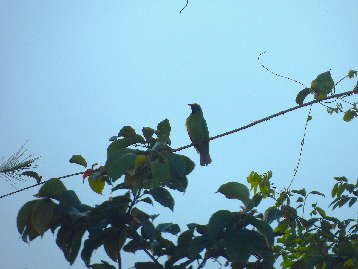 Golden-fronted Leafbird - ML643021523