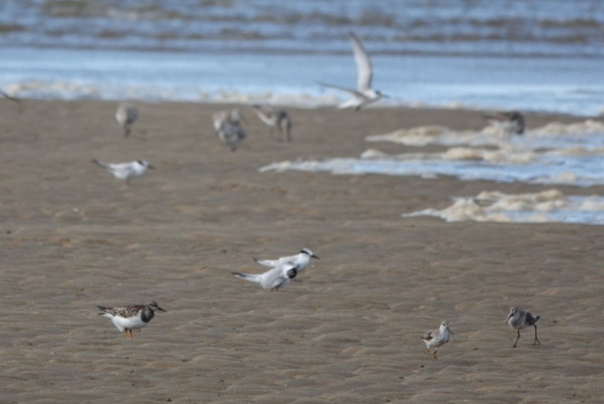 Ruddy Turnstone - ML643021525