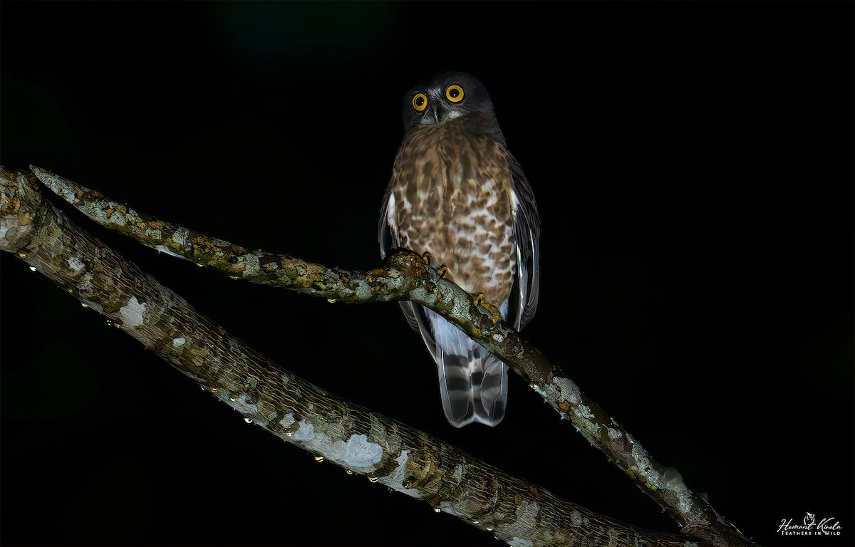 Brown Boobook - ML643021526