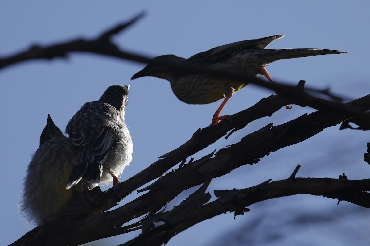 Red Wattlebird - ML643021527