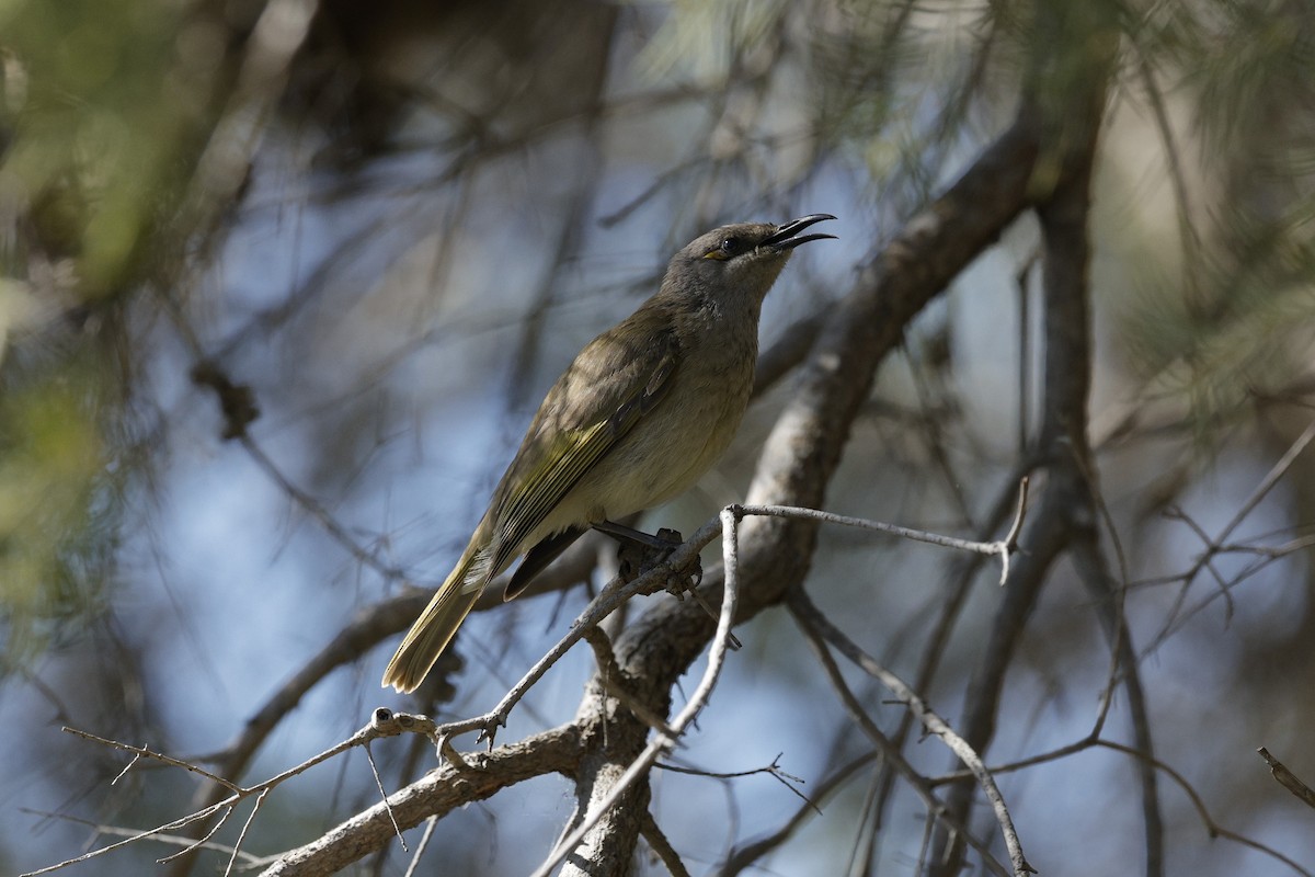 Brown Honeyeater - ML643021530