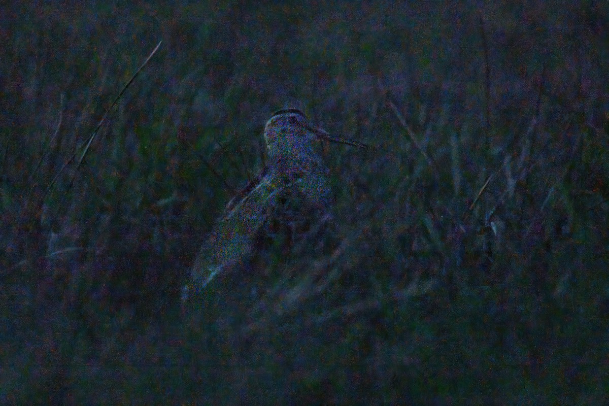 Great Snipe - ML643021532