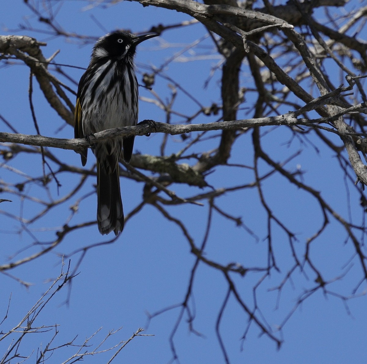 New Holland Honeyeater - ML643021533