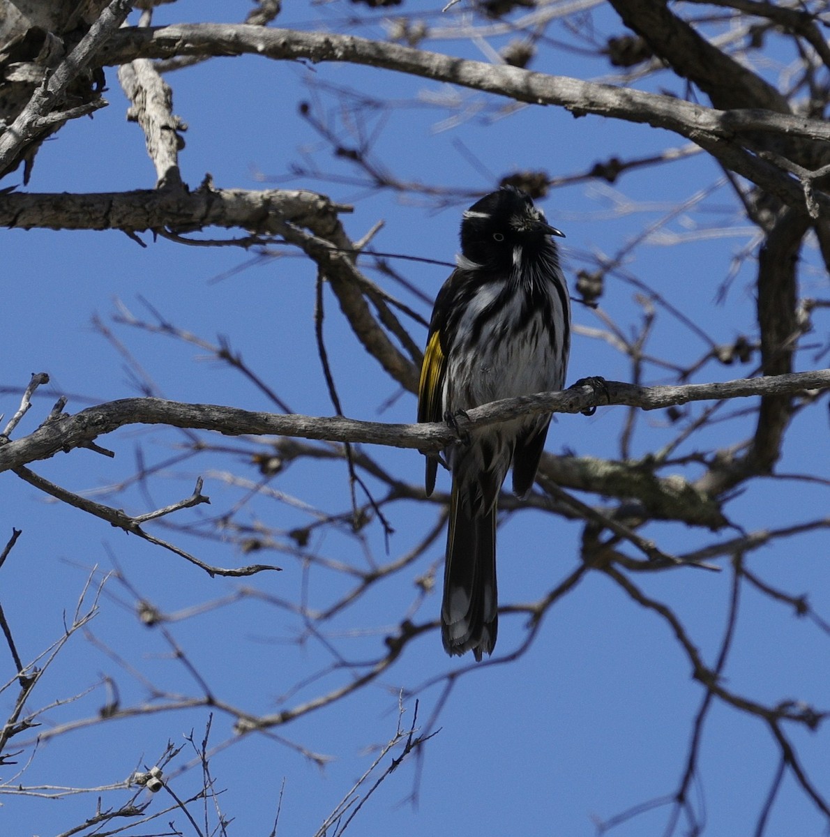 New Holland Honeyeater - ML643021534