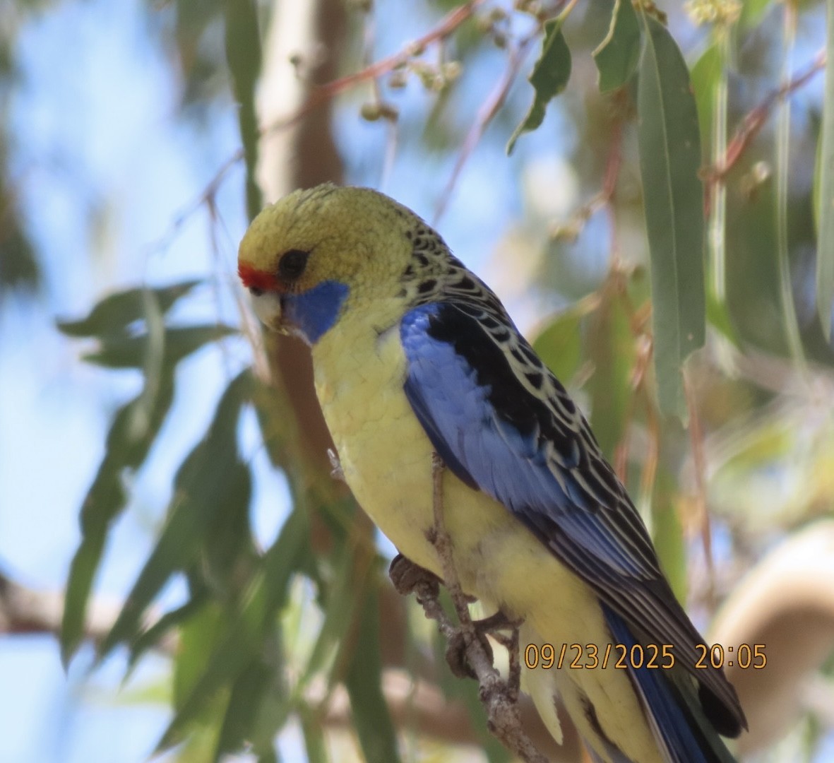Crimson Rosella - ML643021538