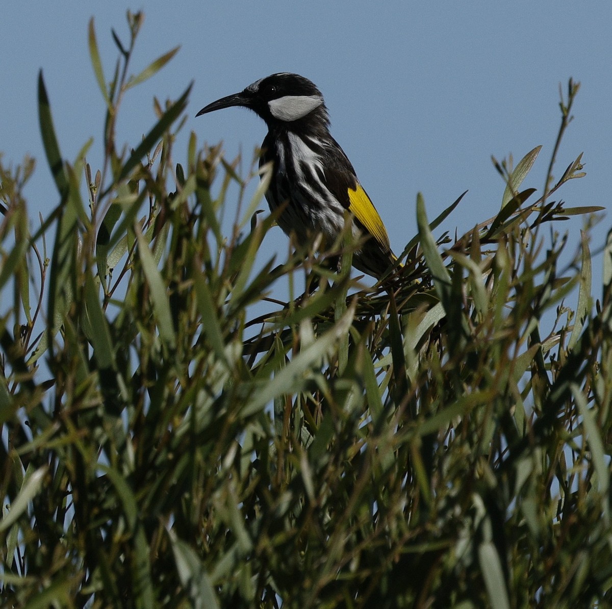 White-cheeked Honeyeater - ML643021539