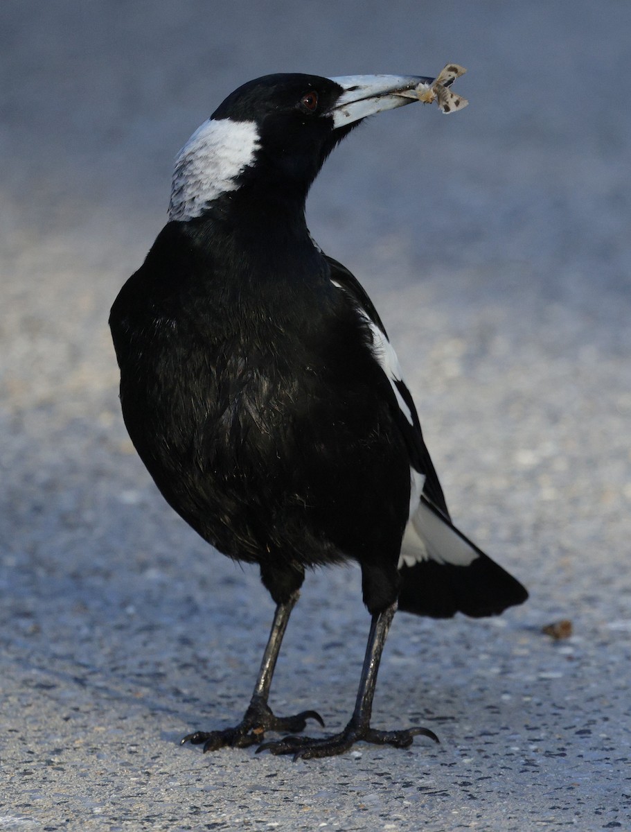 Australian Magpie - ML643021544