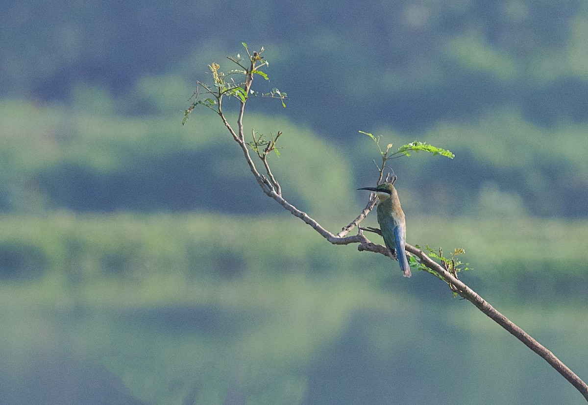 Blue-tailed Bee-eater - ML643021545