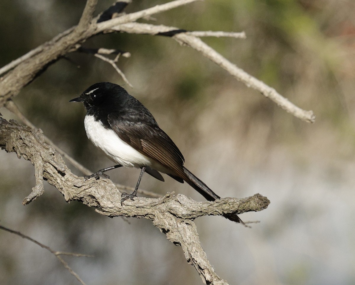 Willie-wagtail - ML643021546