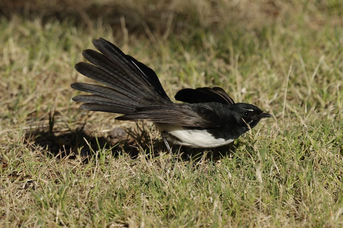 Willie-wagtail - ML643021547