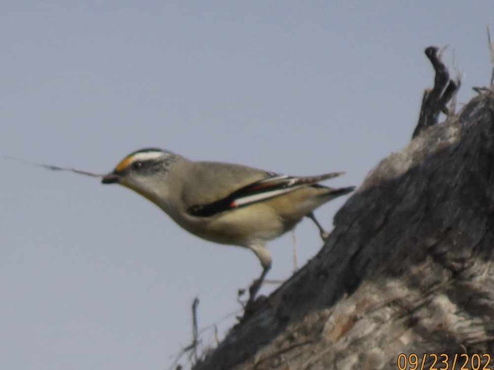 Striated Pardalote - ML643021548