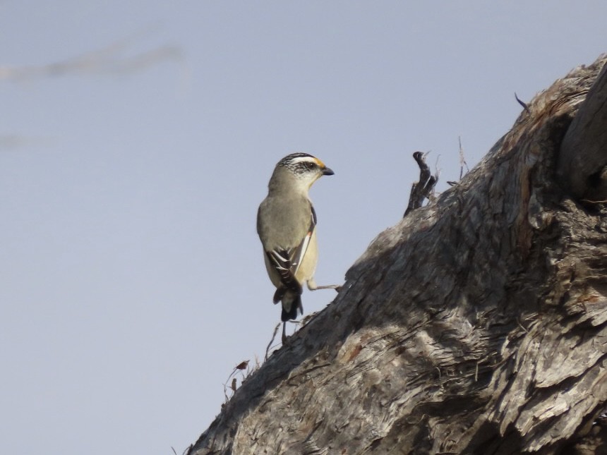 Striated Pardalote - ML643021549