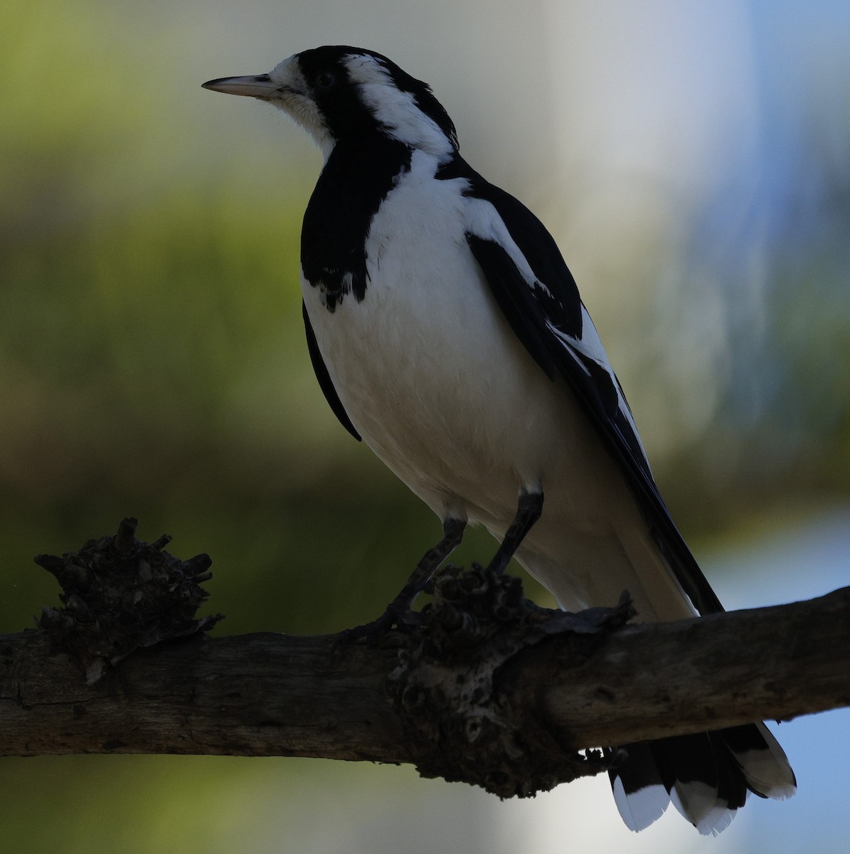 Magpie-lark - ML643021550