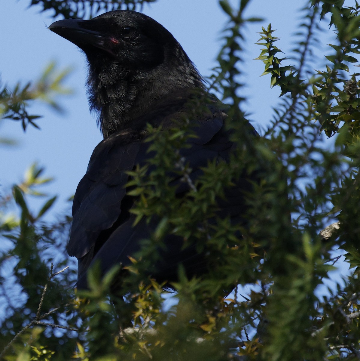 Australian Raven - ML643021552