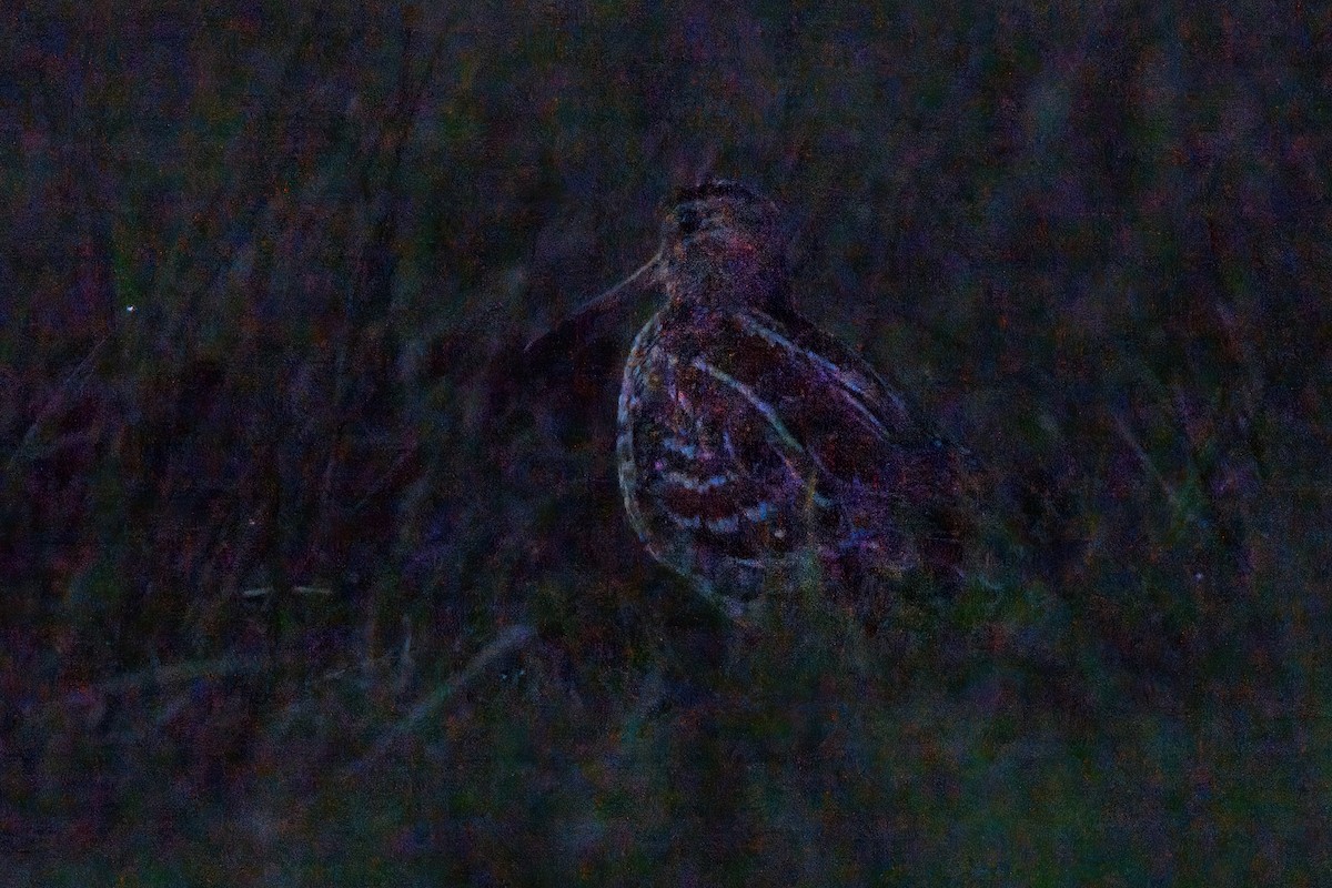 Great Snipe - ML643021558