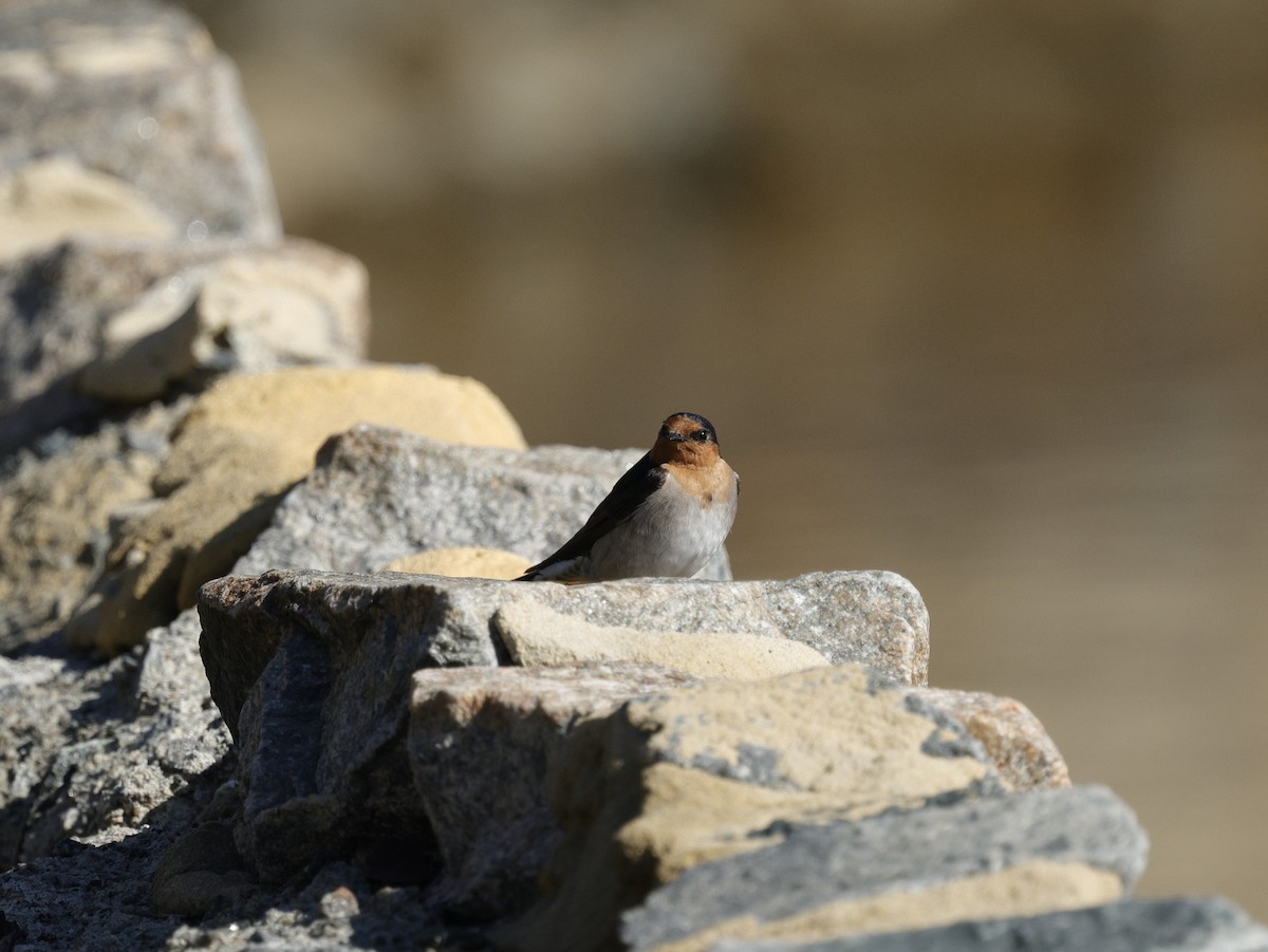 Welcome Swallow - ML643021563